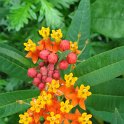 Asclepias curassavica fleur